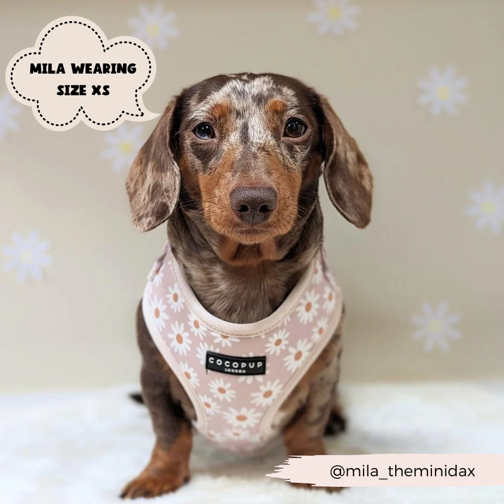 Daisy Chain Adjustable Neck Harness, Lead & Collar Bundle - Image 8