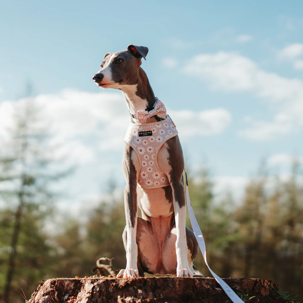 Daisy Chain Adjustable Neck Harness, Lead & Collar Bundle - Image 9