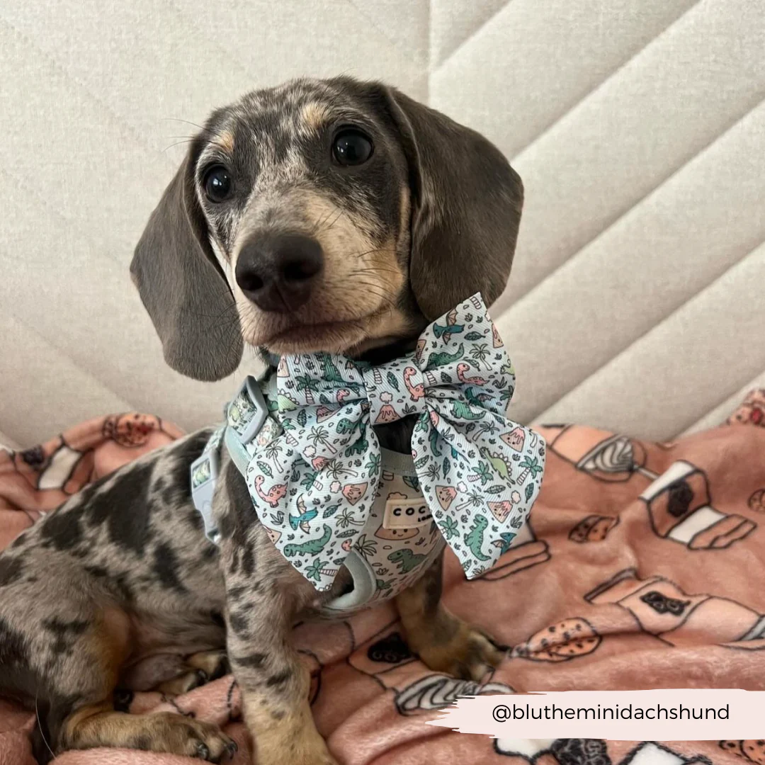 Dinopaws Sailor Bow Tie - Image 4