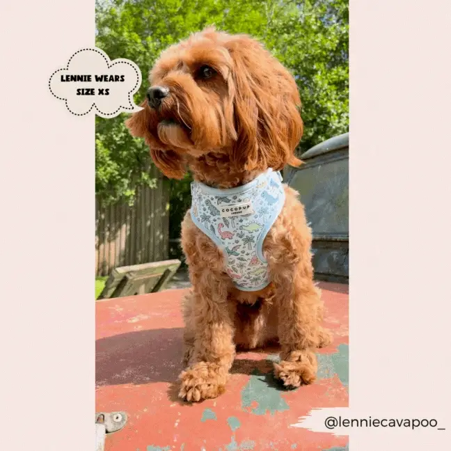 Dinopaws Adjustable Neck Harness, Lead & Collar Bundle - Image 21