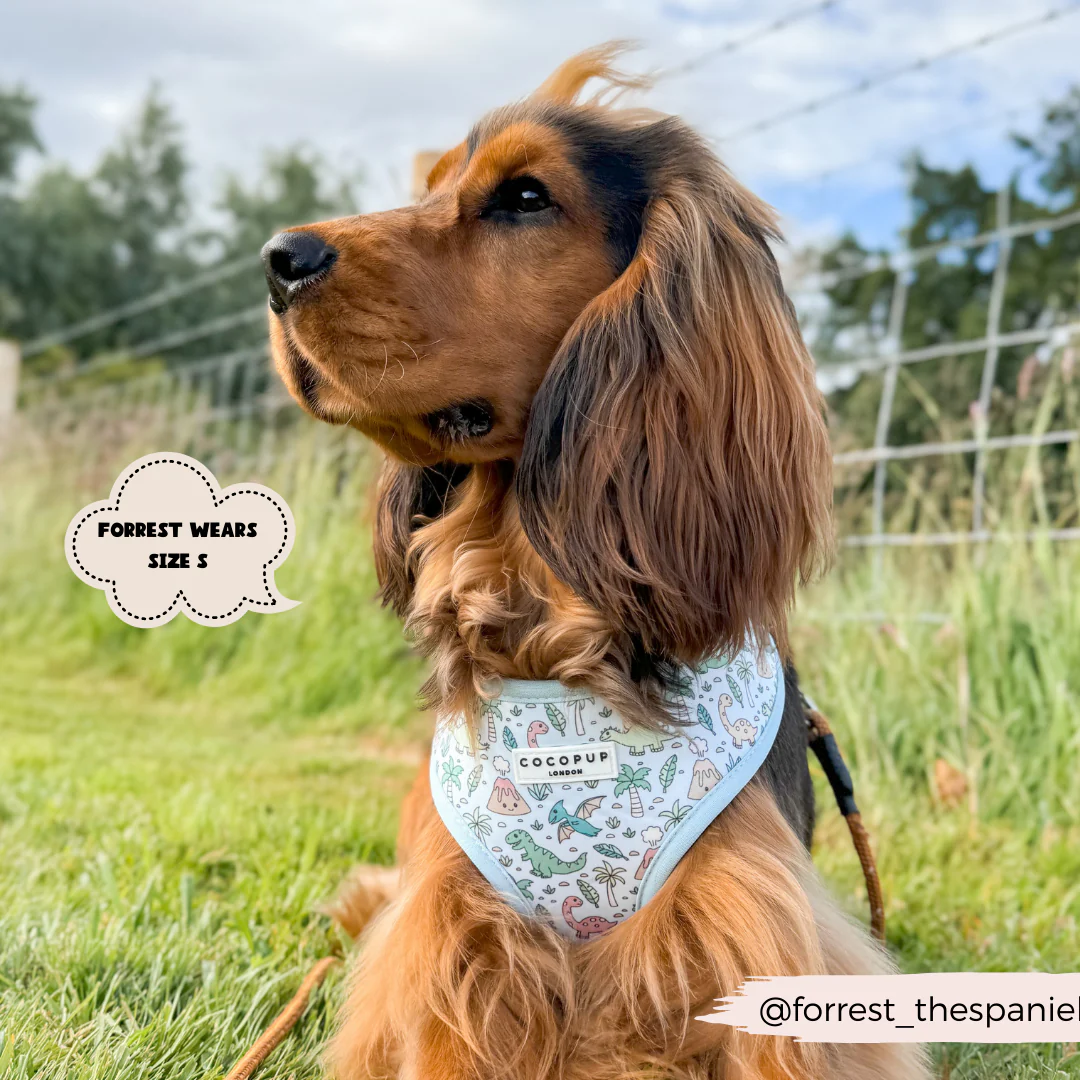 Dinopaws Adjustable Neck Harness, Lead & Collar Bundle - Image 8