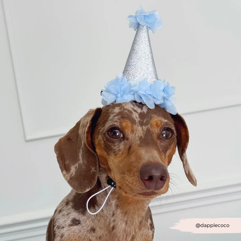 Dog Party Hat - Blue - Image 2