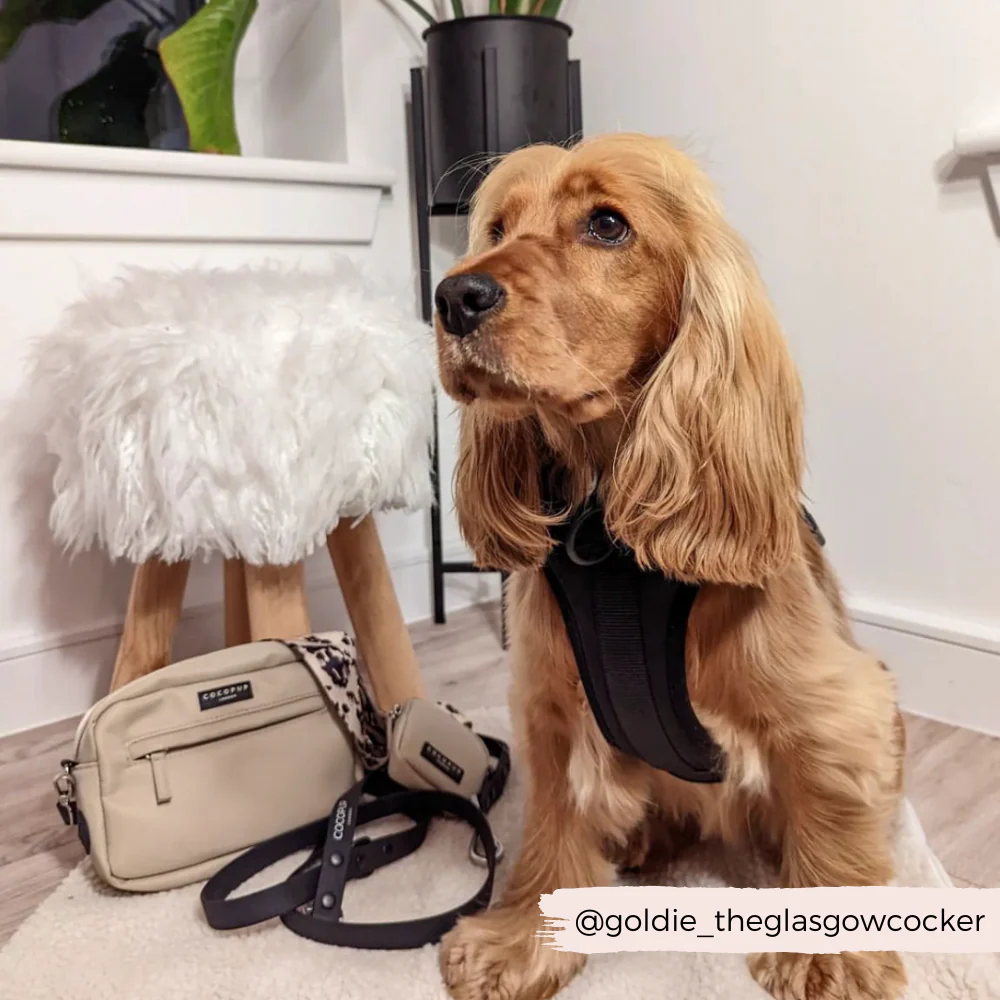 Dog Walking Bag Bundle - Ivory Tort - Image 9