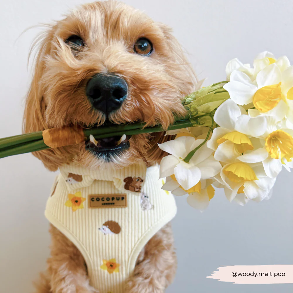 Embroidered Woodland Walkies Adjustable Neck Harness, Lead & Collar Bundle - Image 10