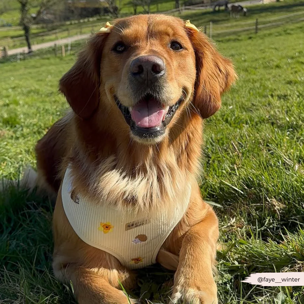 Embroidered Woodland Walkies Adjustable Neck HARNESS - Image 11