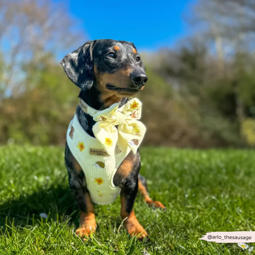 Embroidered Woodland Walkies Adjustable Neck Harness, Lead & Collar Bundle - Image 20