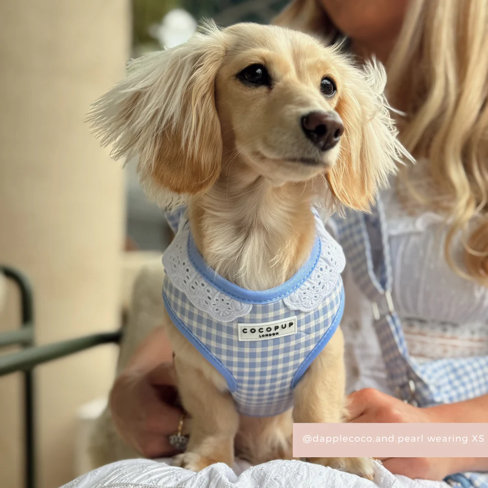 English Blue Adjustable Neck HARNESS - Image 5