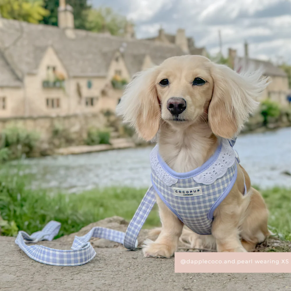 English Blue Adjustable Neck HARNESS - Image 6