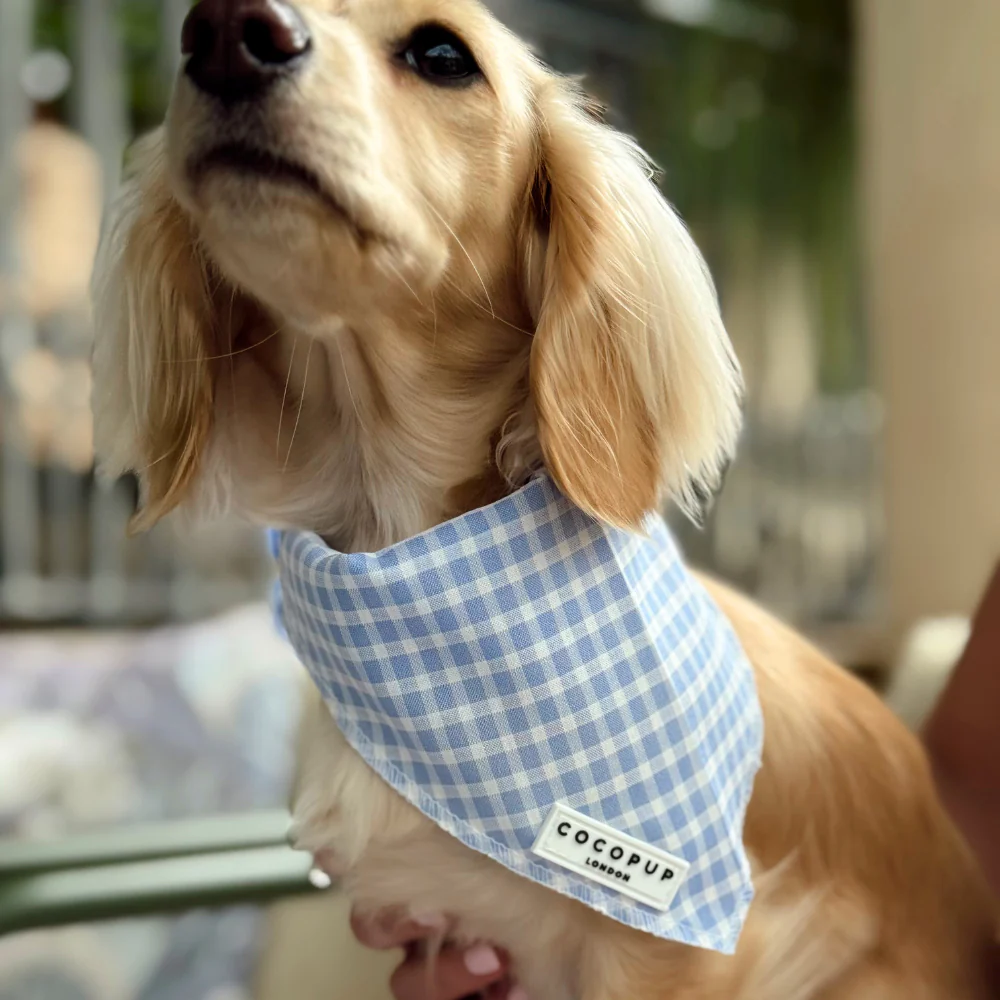 English Blue Bandana - Image 3