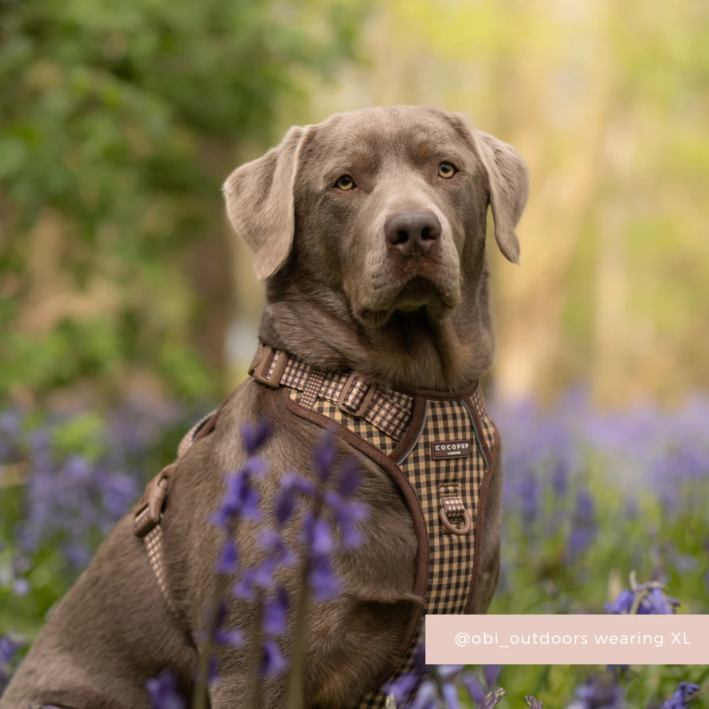 Explore Harness - Cotswold Check - Image 10