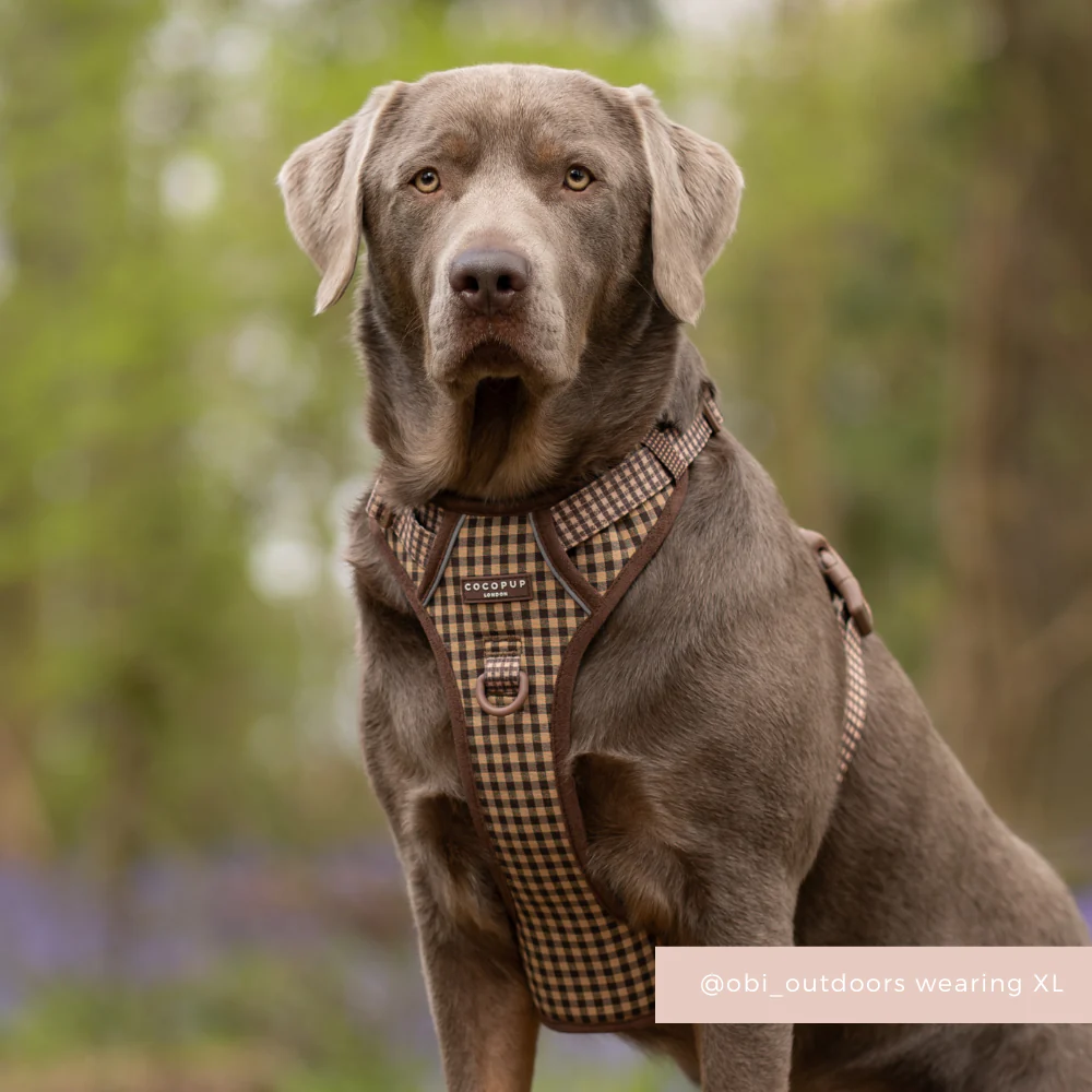 Explore Harness - Cotswold Check - Image 5
