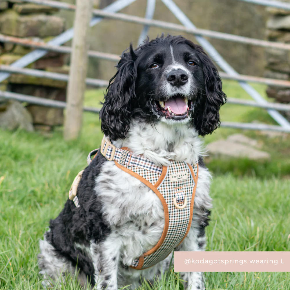 Explore Harness - Heritage Check - Image 7