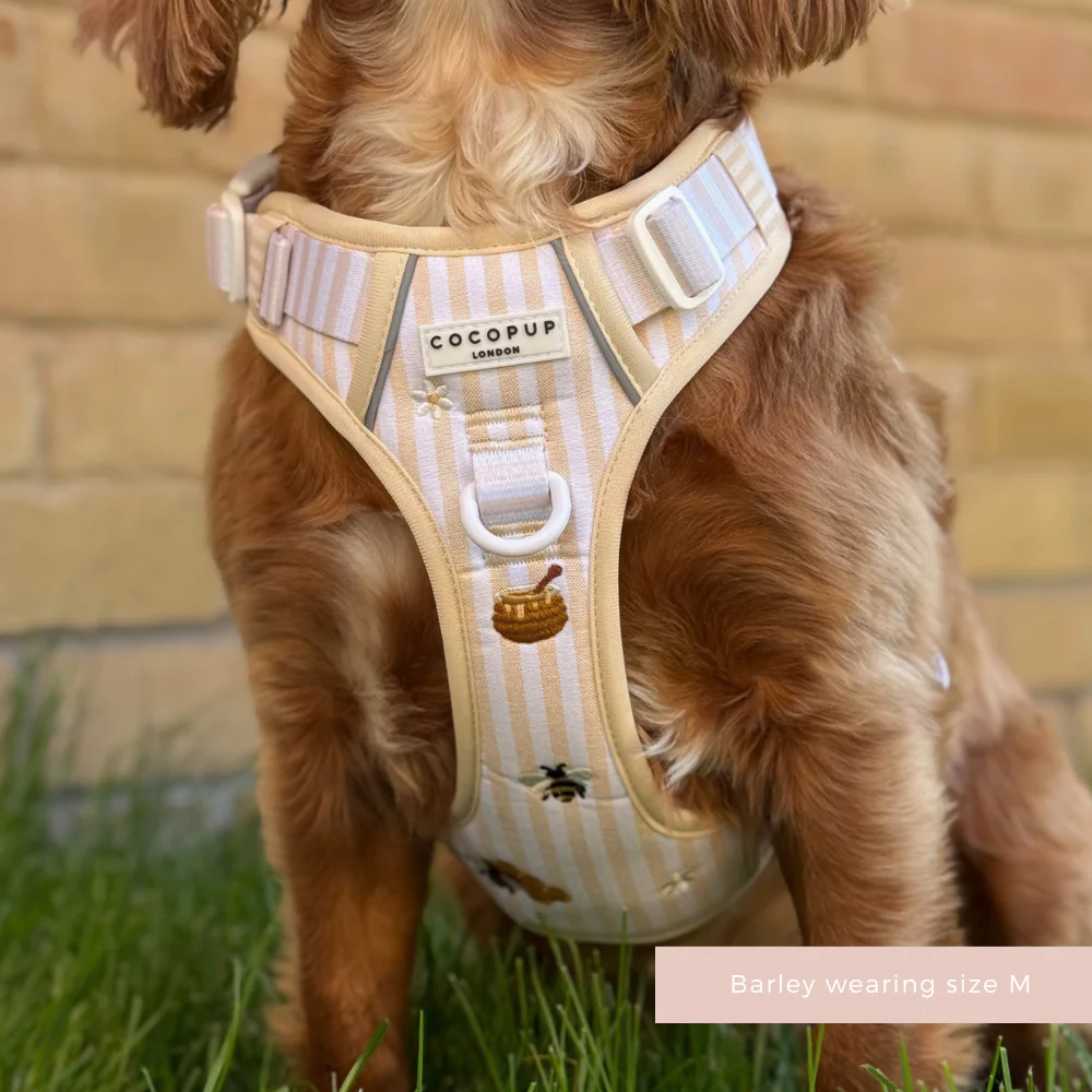 Explore Harness - Honey Meadow - Image 5