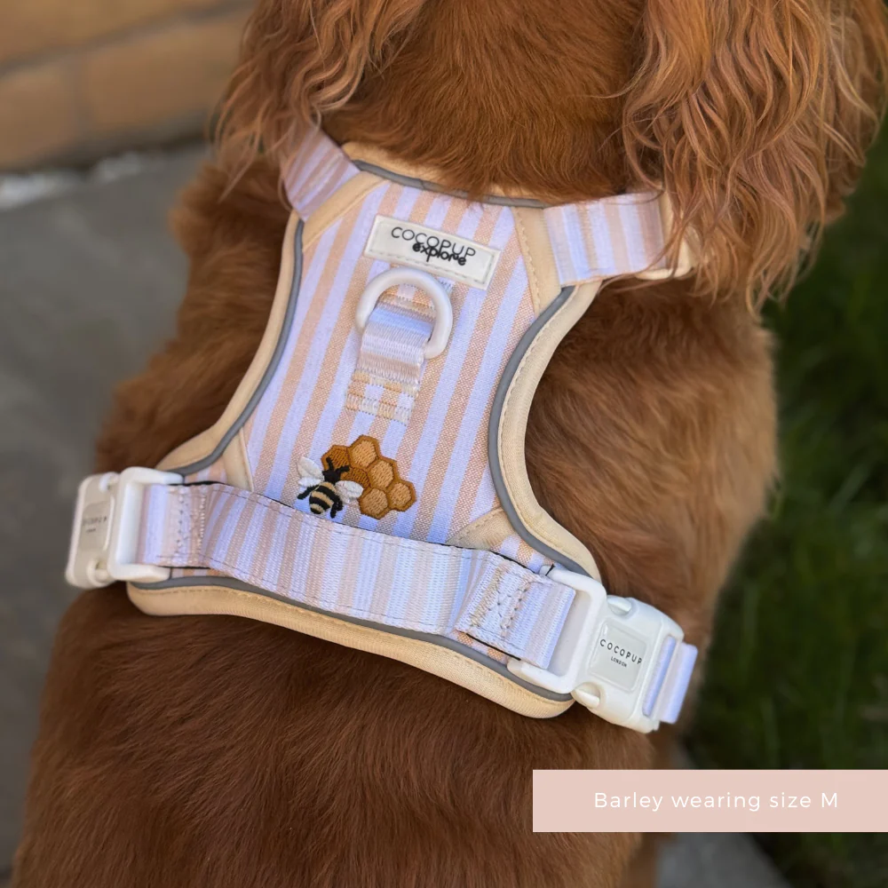 Explore Harness - Honey Meadow - Image 8