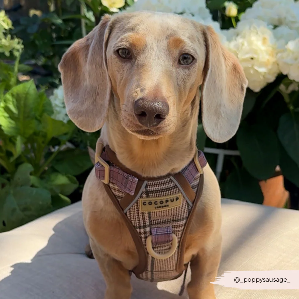 Explore Harness - Pup Plaid - Image 10