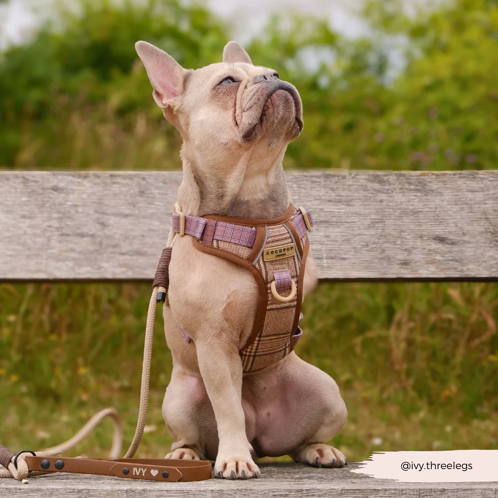 Explore Harness - Pup Plaid - Image 12