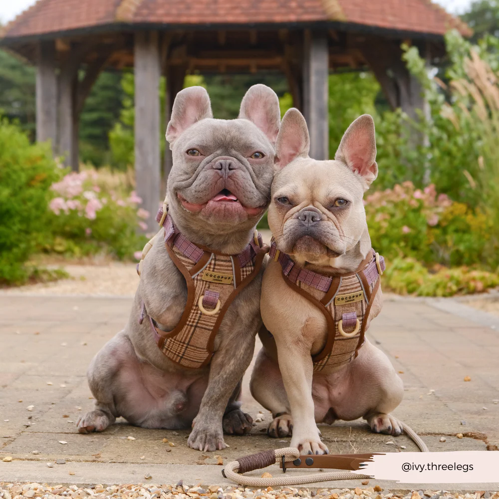 Explore Harness - Pup Plaid - Image 17