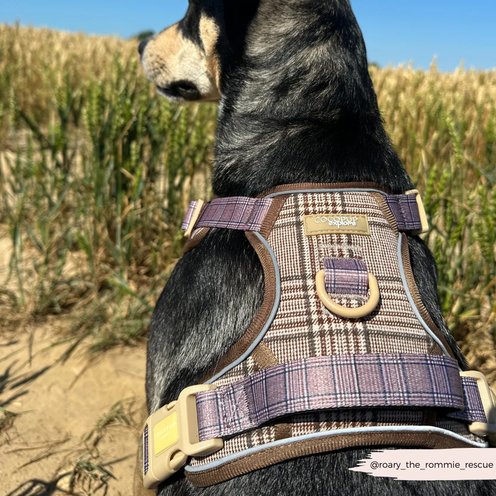 Explore Harness - Pup Plaid - Image 18