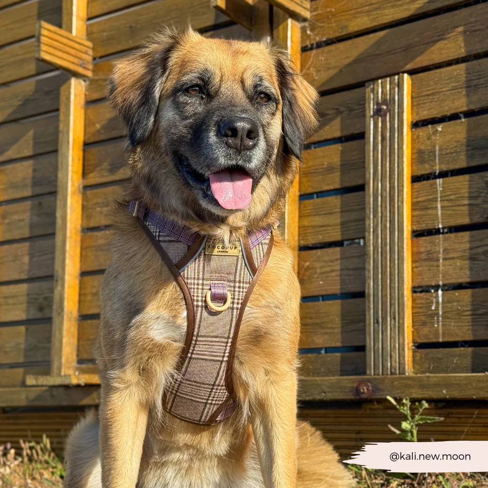 Explore Harness - Pup Plaid - Image 20