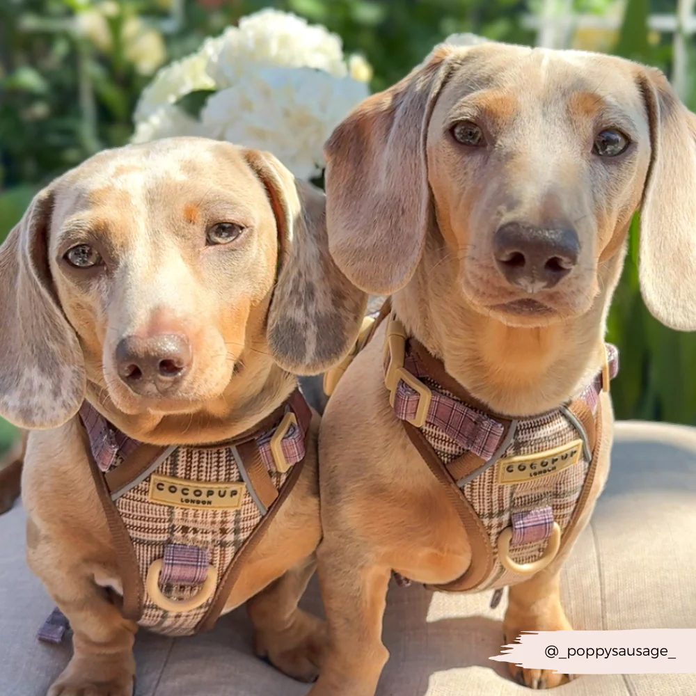 Explore Harness - Pup Plaid - Image 22