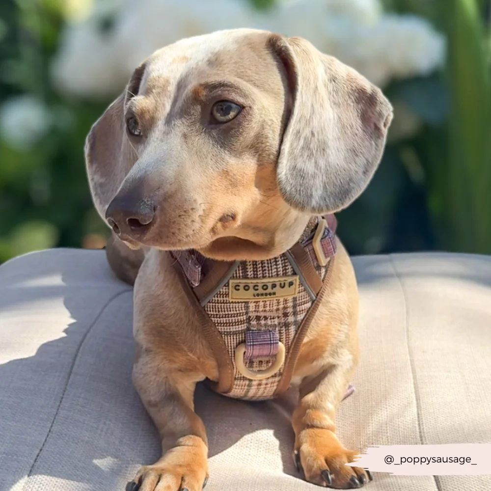 Explore Harness - Pup Plaid - Image 6