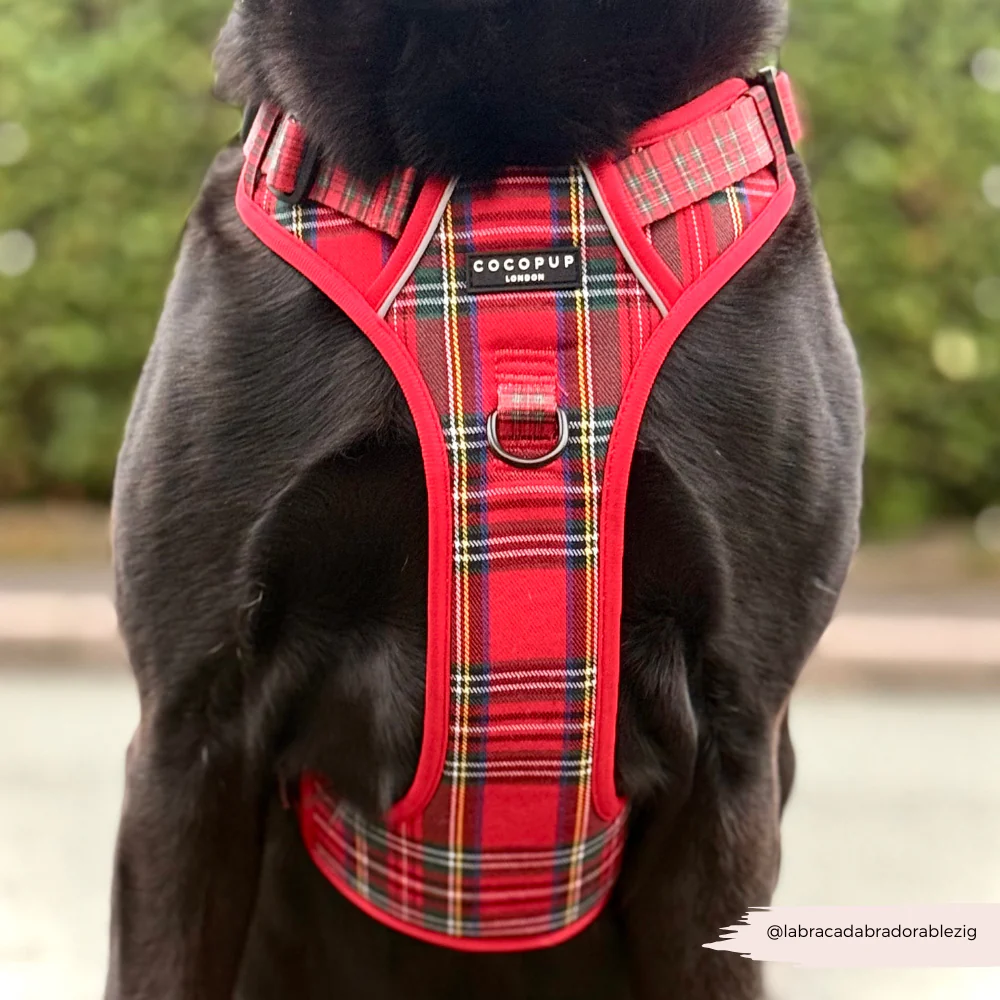Explore Harness - Tartan - Image 11