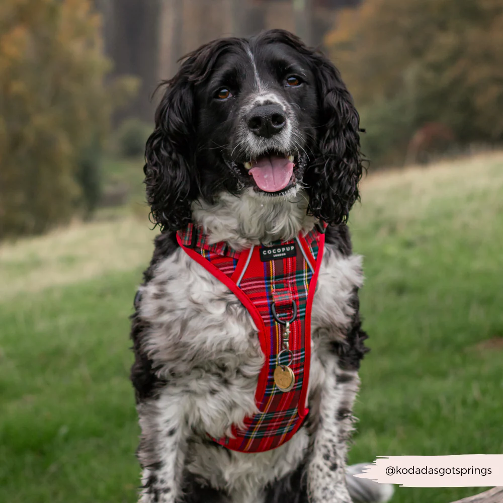Explore Harness - Tartan - Image 12