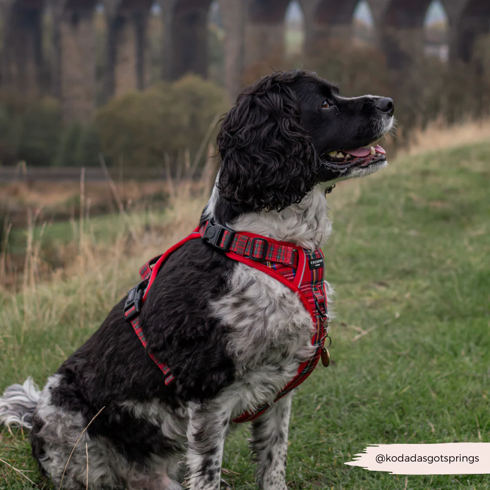 Explore Harness - Tartan - Image 13