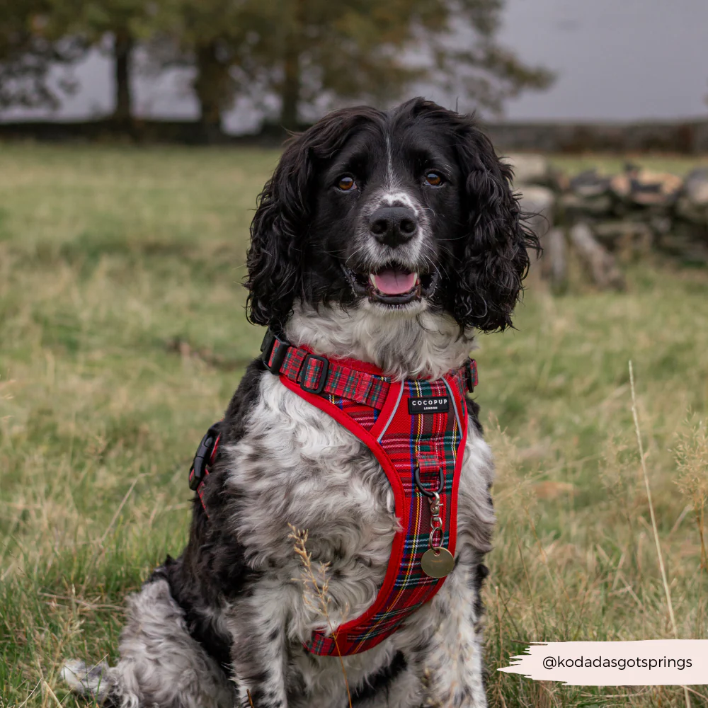 Explore Harness - Tartan - Image 7