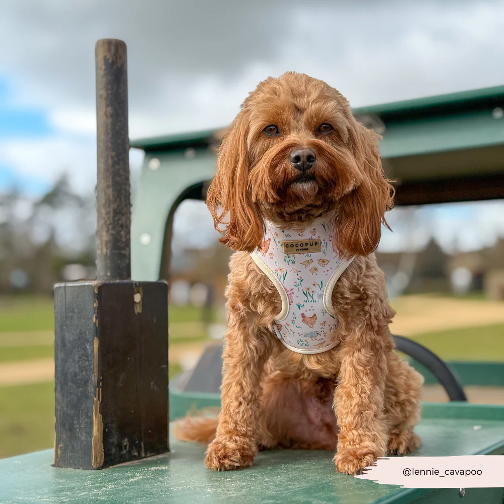 Farmyard Friends Adjustable Neck Harness, Lead & Collar Bundle - Image 13
