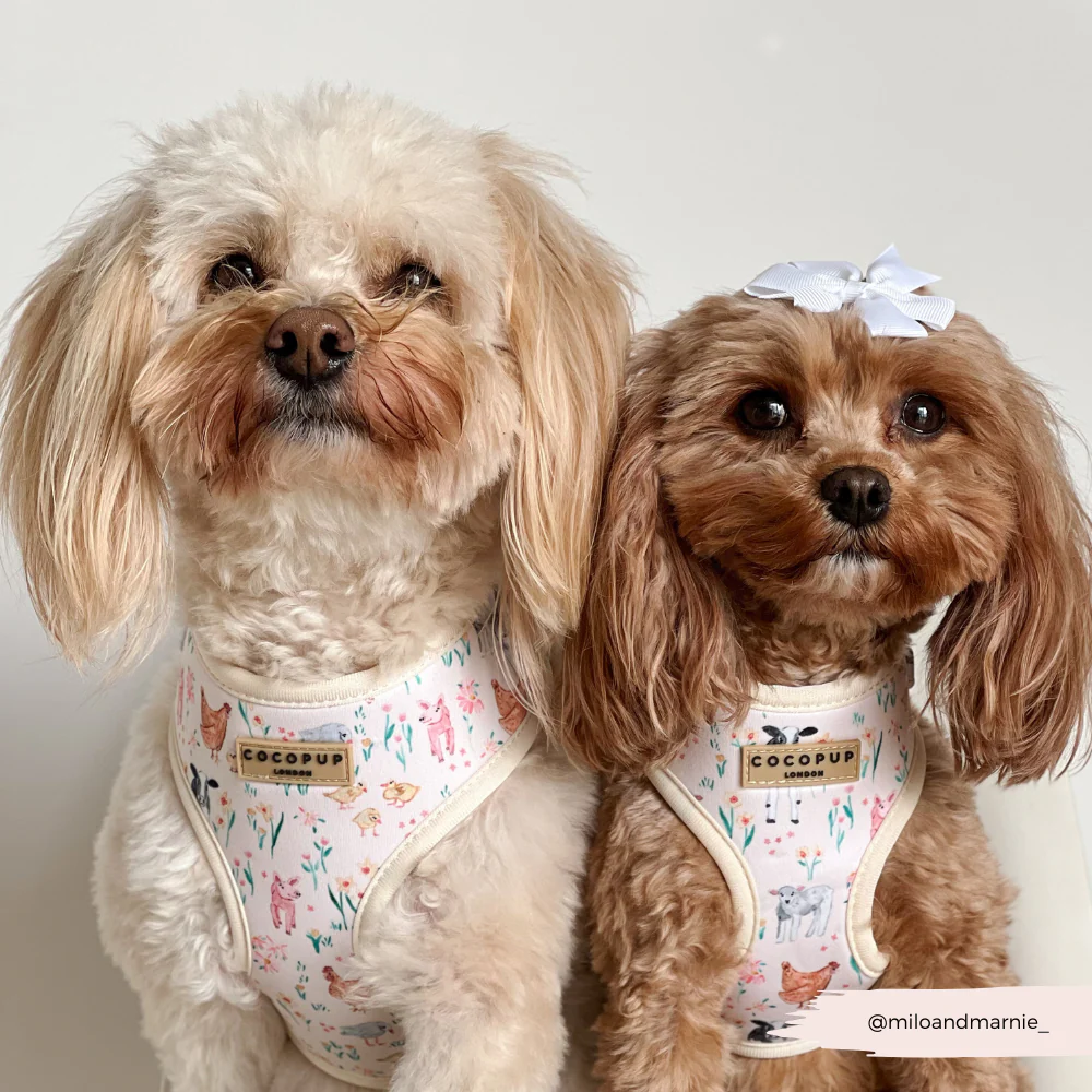 Farmyard Friends Adjustable Neck Harness, Lead & Collar Bundle - Image 19