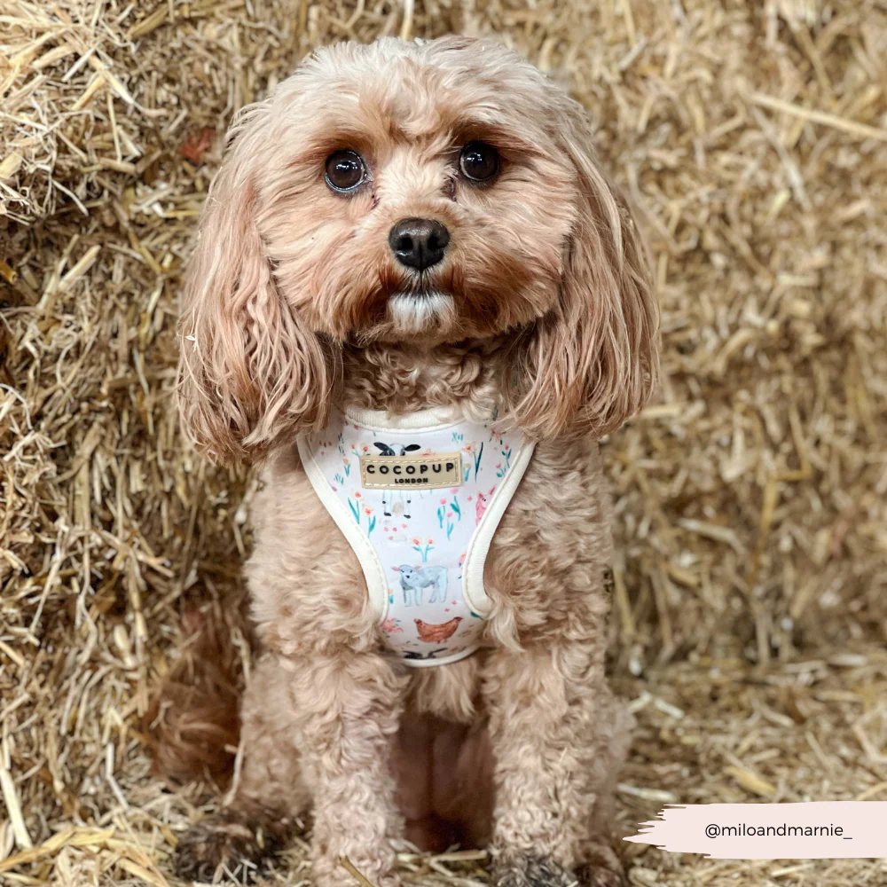 Farmyard Friends Adjustable Neck Harness, Lead & Collar Bundle - Image 25