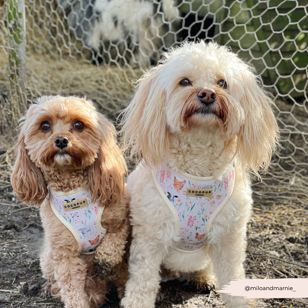 Farmyard Friends Adjustable Neck Harness, Lead & Collar Bundle - Image 30