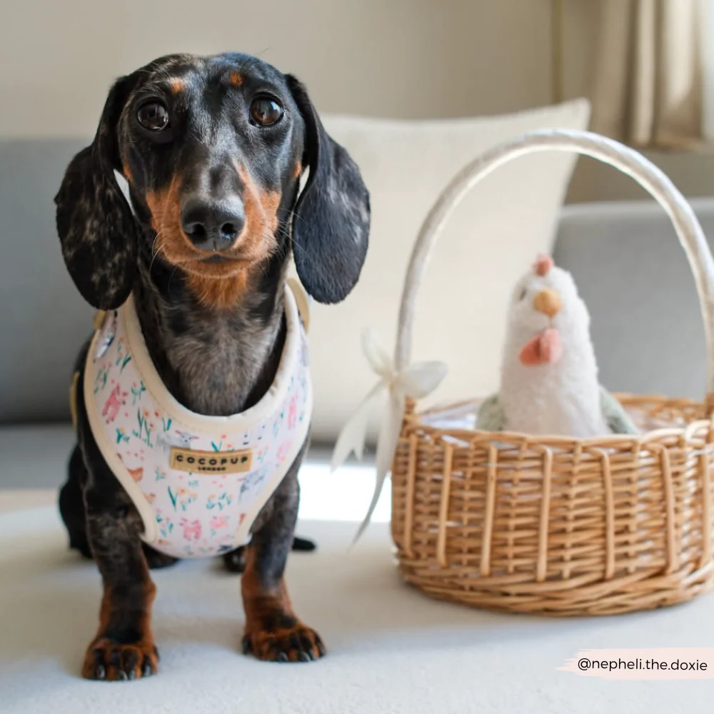 Farmyard Friends Adjustable Neck Harness, Lead & Collar Bundle - Image 39