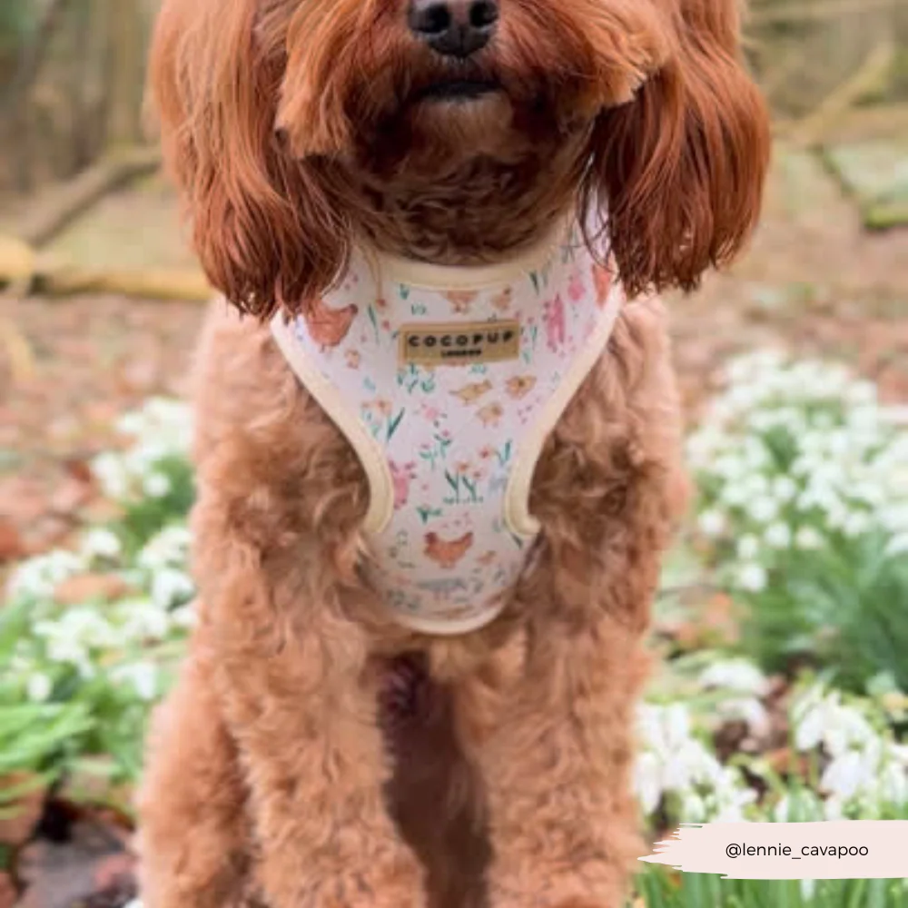 Farmyard Friends Adjustable Neck Harness, Lead & Collar Bundle - Image 9