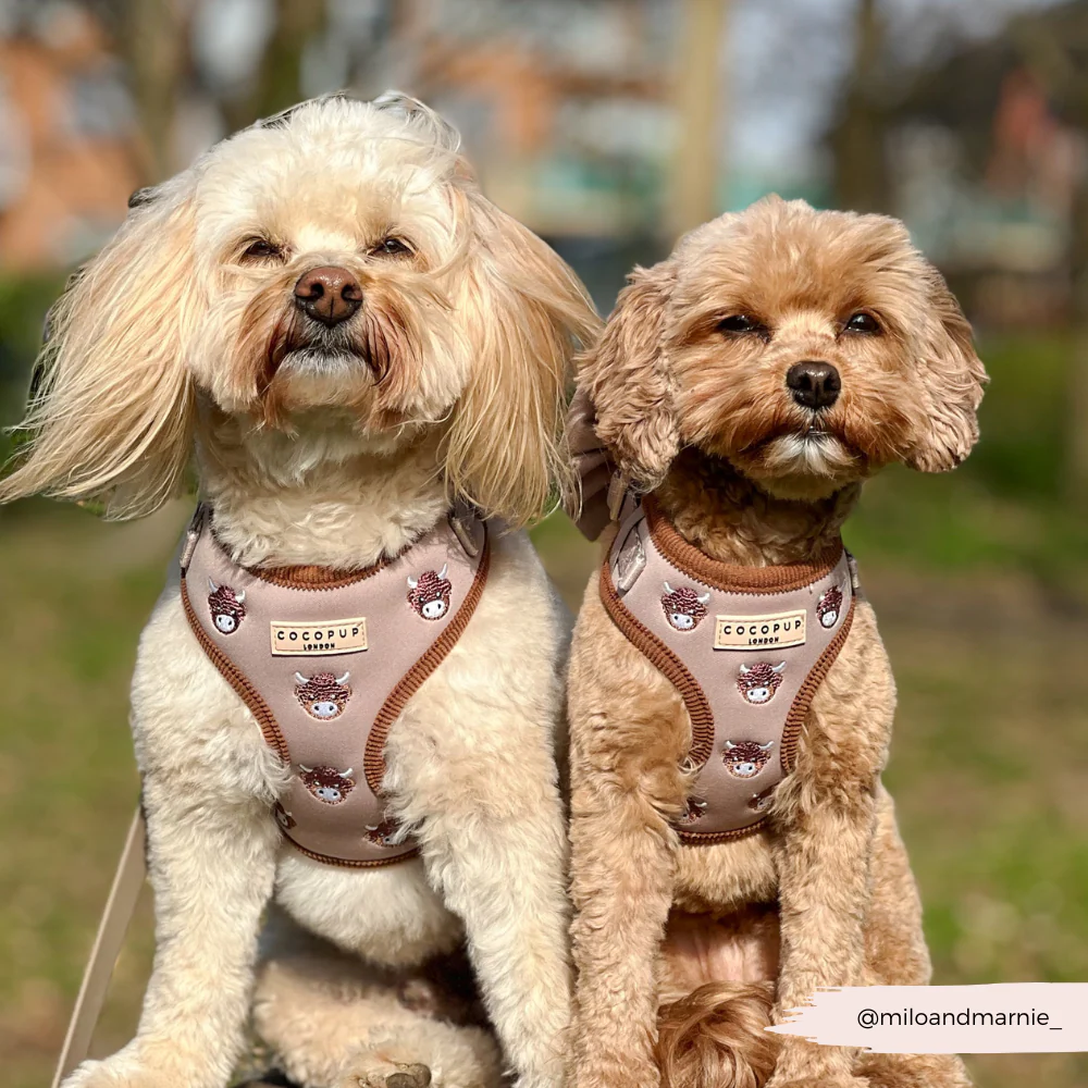 Harold the Highland Cow Adjustable Neck Harness, Lead & Collar Bundle - Image 12