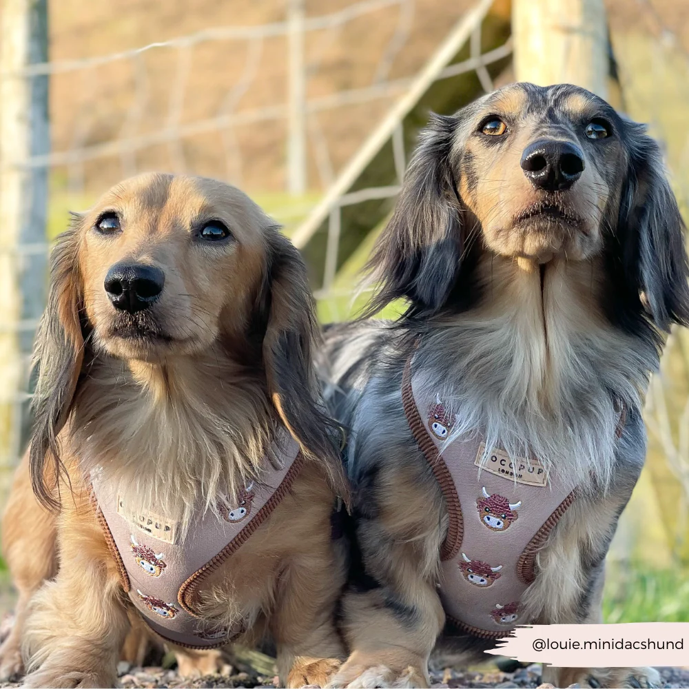 Harold the Highland Cow Adjustable Neck Harness, Lead & Collar Bundle - Image 14