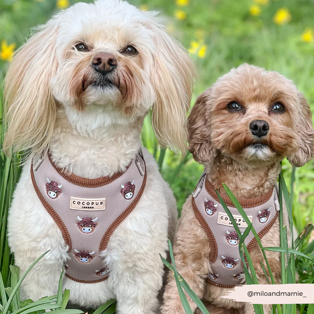 Harold the Highland Cow Adjustable Neck HARNESS - Image 6