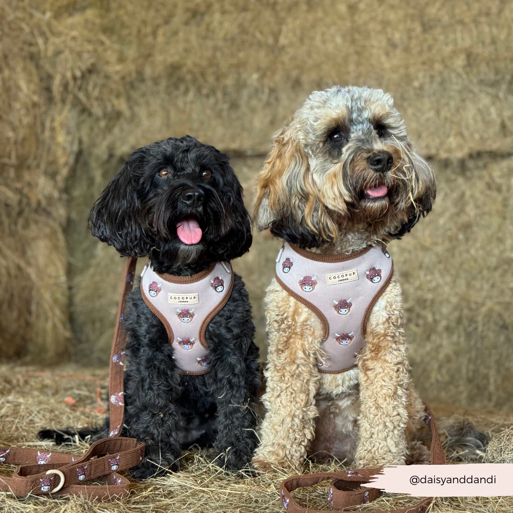 Harold the Highland Cow Adjustable Neck HARNESS - Image 7