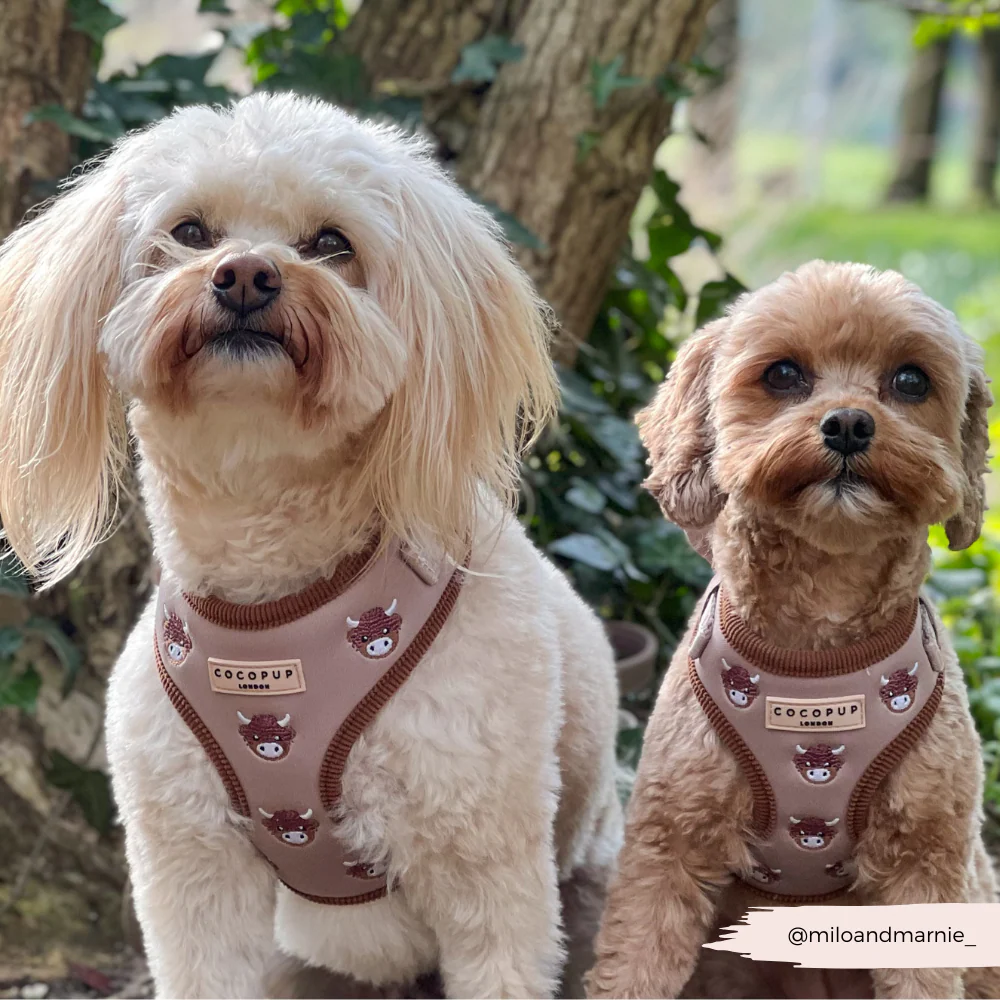 Harold the Highland Cow Adjustable Neck Harness, Lead & Collar Bundle - Image 20