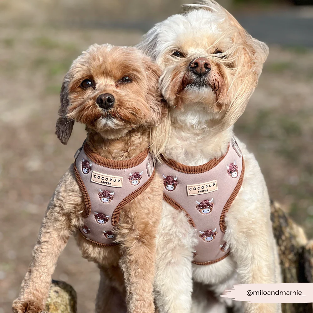 Harold the Highland Cow Adjustable Neck Harness, Lead & Collar Bundle - Image 23