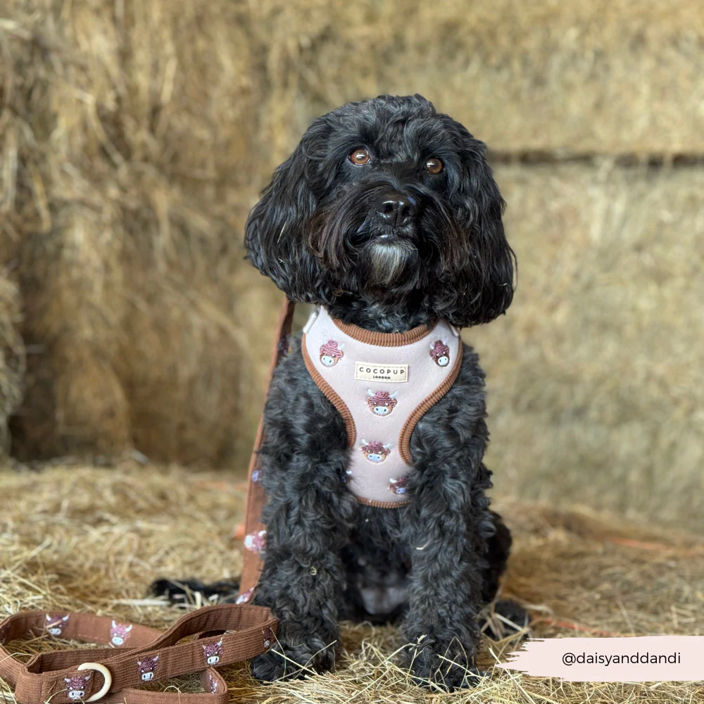 Harold the Highland Cow Adjustable Neck HARNESS - Image 11
