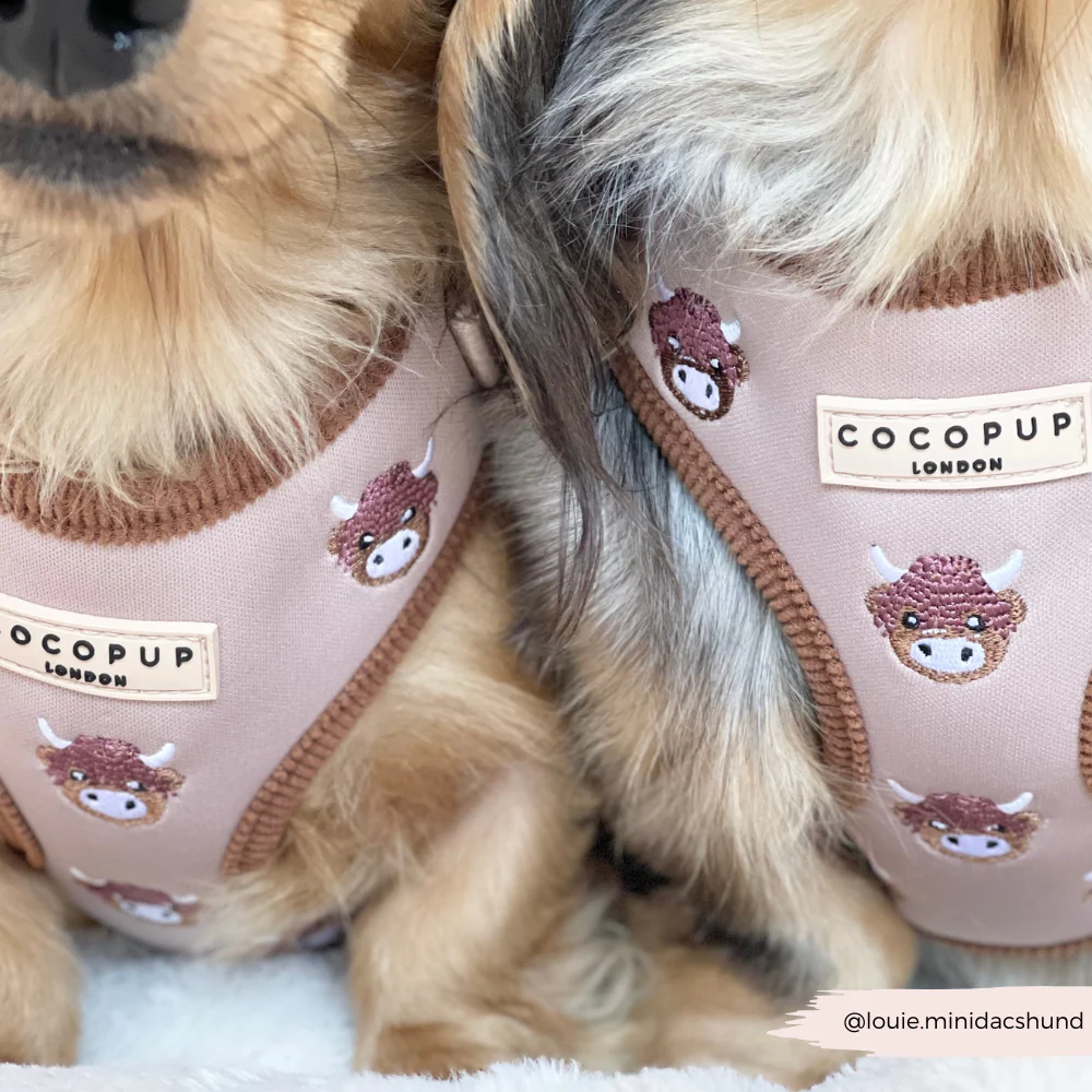 Harold the Highland Cow Adjustable Neck Harness, Lead & Collar Bundle - Image 25