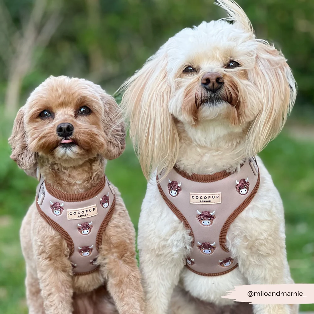 Harold the Highland Cow Adjustable Neck Harness, Lead & Collar Bundle - Image 30