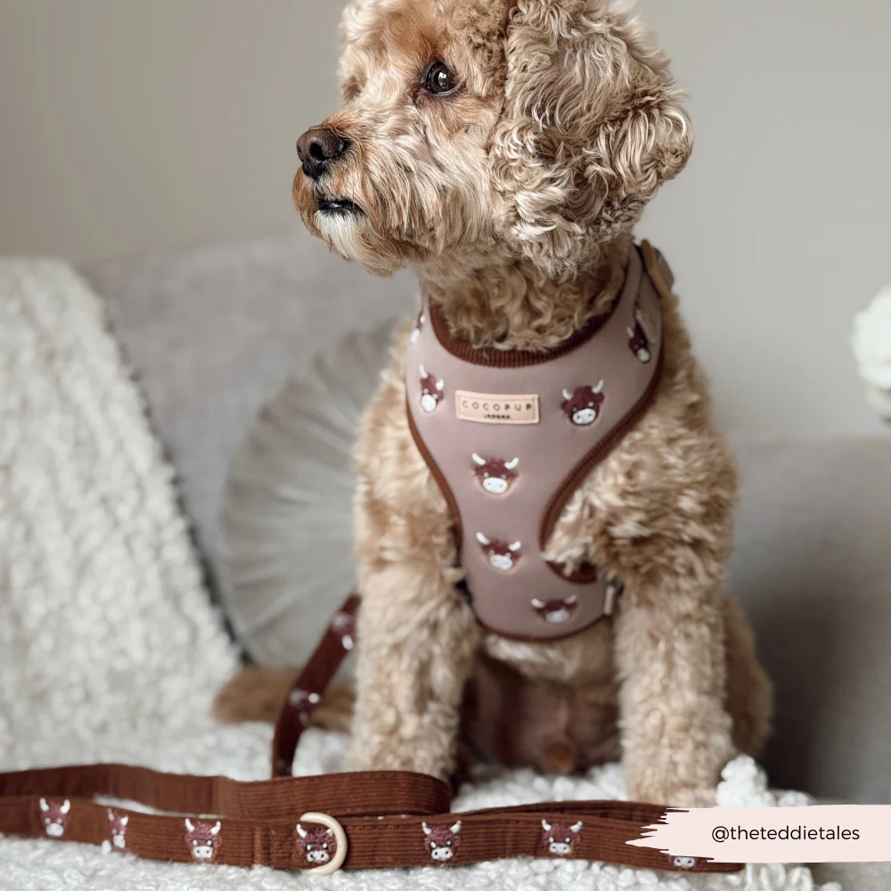 Harold the Highland Cow Adjustable Neck HARNESS - Image 12