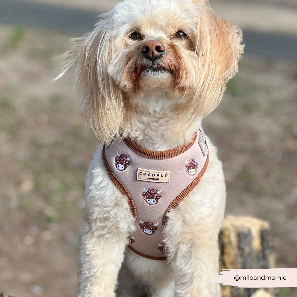 Harold the Highland Cow Adjustable Neck Harness, Lead & Collar Bundle - Image 33