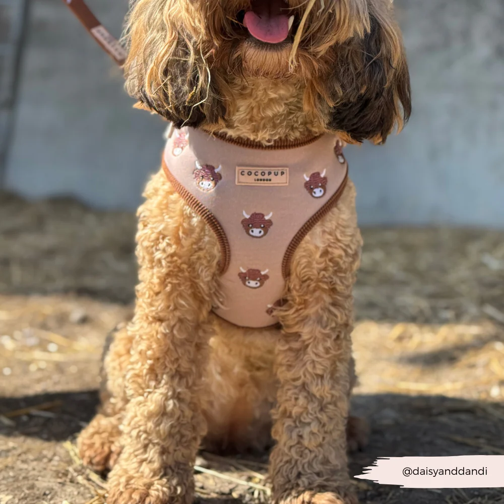 Harold the Highland Cow Adjustable Neck Harness, Lead & Collar Bundle - Image 36