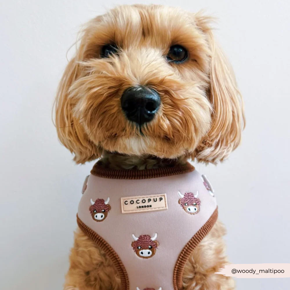 Harold the Highland Cow Adjustable Neck HARNESS - Image 13