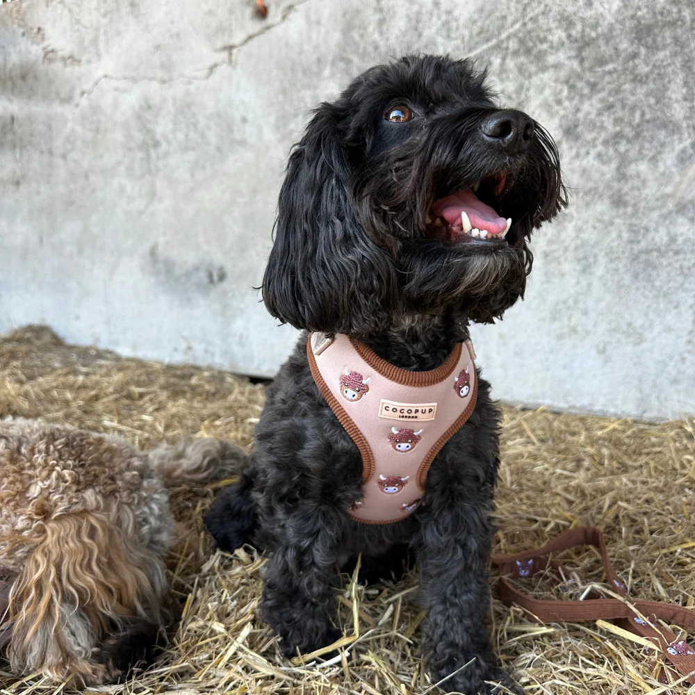 Harold the Highland Cow Adjustable Neck Harness, Lead & Collar Bundle - Image 9