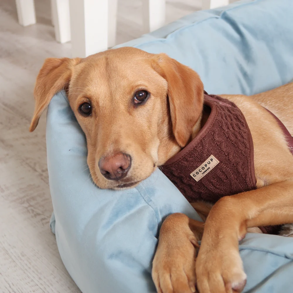Hot Coco Cable Knit Adjustable Neck Harness, Lead & Collar Bundle - Image 11
